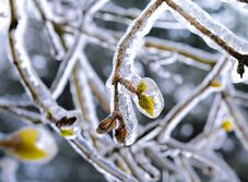 Rendkívüli segítség a fagykár sújtotta gyümölcstermesztőknek