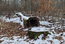 Rendőrségi őrizetbe vételt hoztak a félixfürdői fakivágások