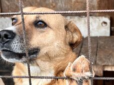 „A borzalmak telepei”: Arra kellene összpontosítani, hogy minél kevesebb kutya kerüljön utcára, majd menhelyre