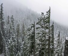 Erős széllökések Hargita megyében: több mint kétezer háztartás maradt áram nélkül
