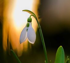 Közeleg a tavasz? – Felmelegedés, eső, helyenként havazás