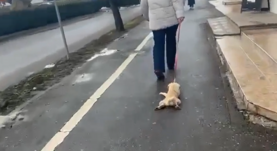 FRISSÍTVE – Felkavaró felvétel: nyakától vonszolta a kiskutyát a gazdája Sepsiszentgyörgyön (VIDEÓ)