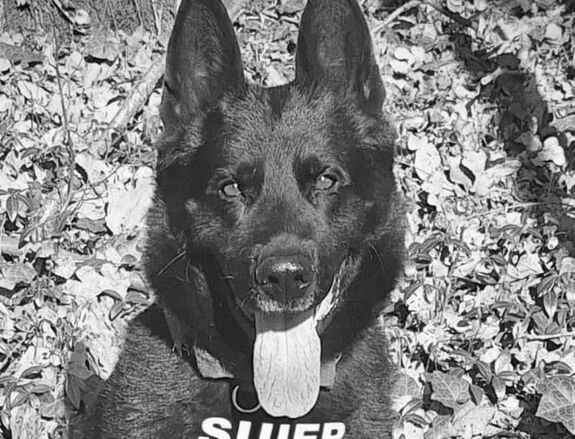 Elpusztult az ország egyik legismertebb rendőrkutyája