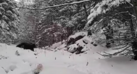 Medve kószál a népszerű turistaútvonalon (VIDEÓ)