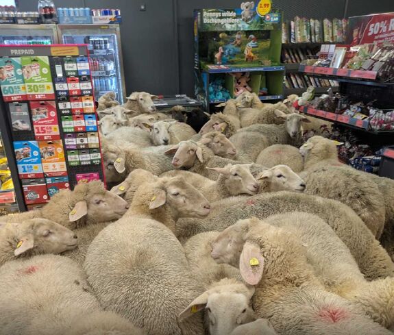 Ötven juh rontott be a Pennybe (VIDEÓ) 