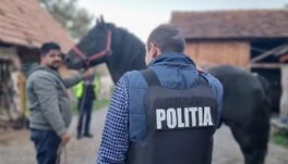 Erősödő fellépés az állatkínzás ellen: 440 esetet tártak fel a rendőrök Hargita megyében