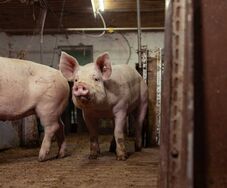 Ismét felütötte a fejét az afrikai sertéspestis Arad megyében – 1500 állatot pusztítanak el