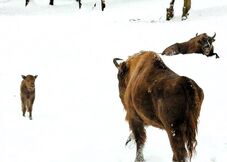 Új bölényborjú született a hátszegi bölényrezervátumban