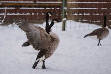Több mint háromszázezer látogató járt 2025-ben a marosvásárhelyi állatkertben
