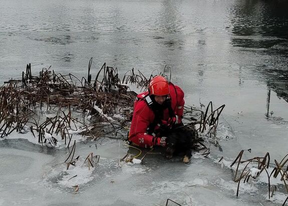 Kutyát mentettek Nagyváradon a jeges Sebes-Körösből