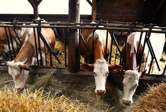 Nemcsak múlt, hanem jövő is: miért versenyképes ma a pirostarka szarvasmarha?