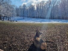 Egy látogató kesztyűje miatt pusztult el a marosvásárhelyi állatkert egyik szarvasa