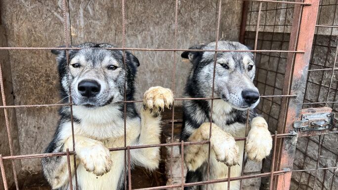 „Kutyavásár” Sepsiszentgyörgyön: a főtérre viszik a gazdára váró menhelyi ebeket