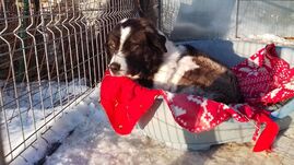 Megszűnik a Pro Animalia Alapítvány, Csíkszereda egyik legrégebbi civil szervezete