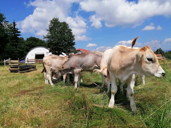 Génmegőrzési központ jöhet létre Csíkszeredában