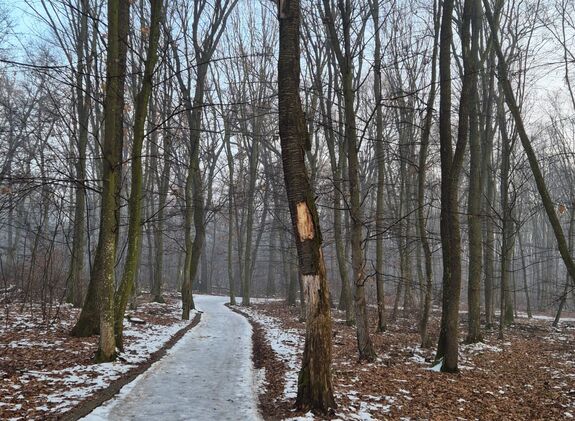 Biztonsági okokból vágják a fákat a félixfürdői erdőben
