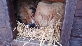 Fokozottan figyeljünk háziállatainkra a hideg időszakban