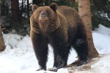 Milliós beruházást hagytak jóvá a vadállatok távoltartására a lakott területektől