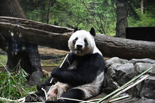 Visszaküldték Kínába Japán utolsó óriáspandáit – Közel ötven év után pandák nélkül marad az ország