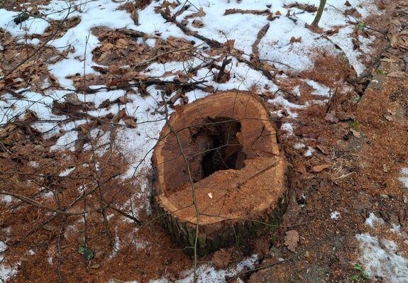 Félixfürdői fakivágások: jelöletlen fák miatt tesznek bűnvádi feljelentés