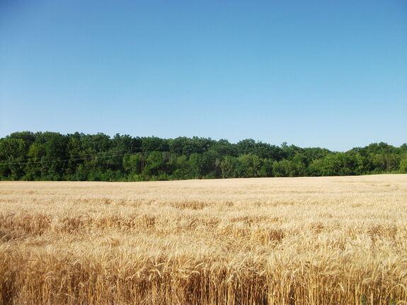Mennyivel volt olcsóbb a romániai szántóföld az uniós átlagnál?