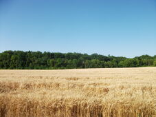 Mennyivel volt olcsóbb a romániai szántóföld az uniós átlagnál?