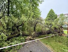 Kidöntött egy fát az éjjeli vihar a csíkszeredai központi parkban