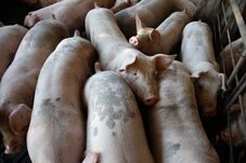 Sertéspestis Magyarországon a határ közelében – Románia szigorítja a határellenőrzéseket