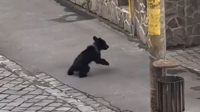 Medvebocs bukkant fel Székelyudvarhely központjában (VIDEÓ)