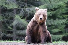 Három külföldi turistára támadt a medve – Fotózni, etetni akarták a nagyvadat