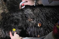 Egy hónapon belül a második medvét lőtték ki Brassóban