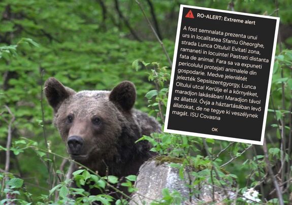 Medvét lőttek Sepsiszentgyörgyön és Árkoson