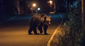 Medve jár a Maros megyei Balavásár határában (VIDEÓ)
