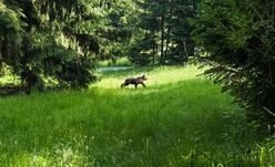 Több medvét észleltek a csíksomlyói pünkösdi búcsú helyszínén