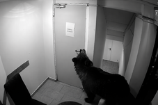 Szállodába ment be a medve Brassópojánán – a 112 szerint „nem sürgősségi eset” (VIDEÓ)