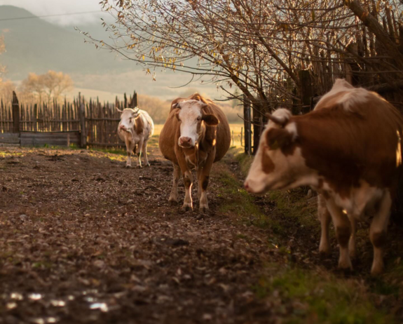 Több mint harminc Hargita megyei vállalkozó kapta meg az Open Farm tanúsítványt