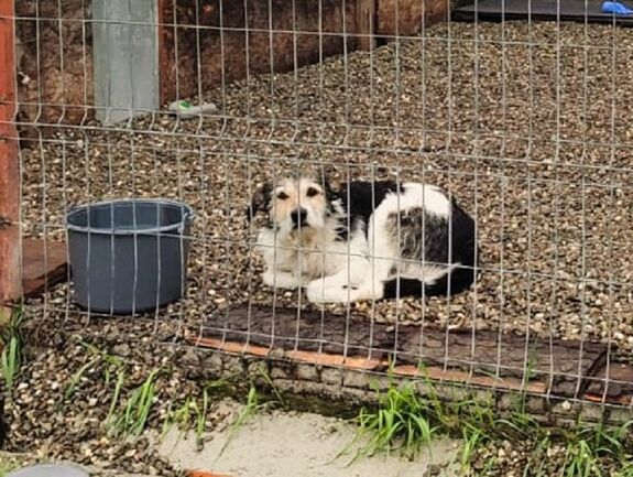 Illegálisan meggyilkolt kutyák ügyében nyomoznak: házkutatások közintézményeknél is