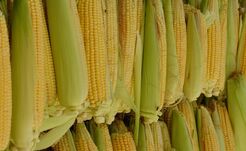 Kukoricát és juhhúst adunk el Iránnak 