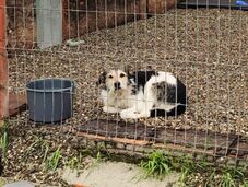 Illegálisan meggyilkolt kutyák ügyében nyomoznak: házkutatások közintézményeknél is