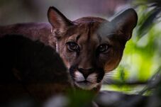 Új lakók a marosvásárhelyi állatkertben: guanakók és kubai amazonok is érkeztek (VIDEÓ)