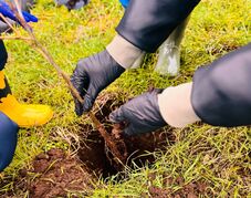 Idén is lesznek erdősítési kampányok