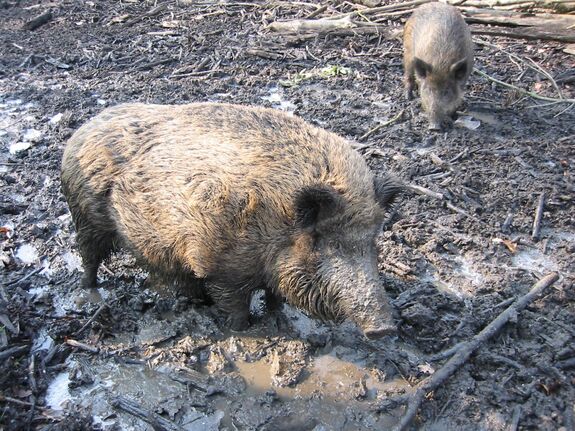 Vaddisznók okoztak riadalmat egy Nagyvárad melletti községben