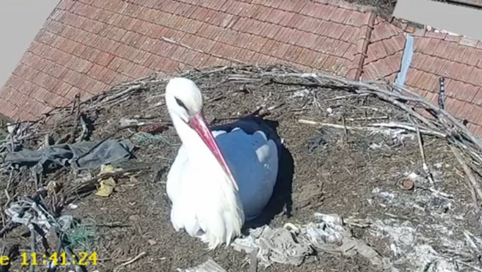 Maros megye: visszatért a gólya Sáromberkére (VIDEÓ)