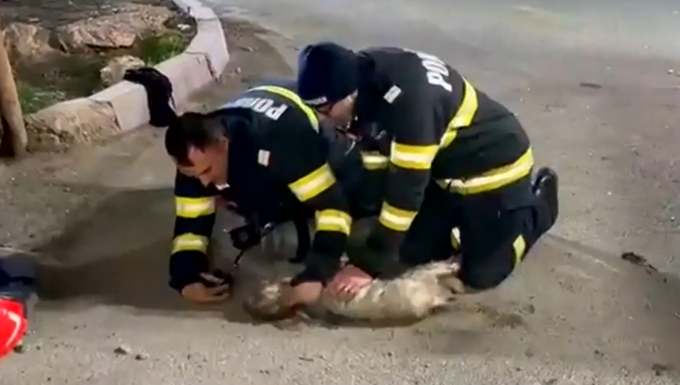 Fél órán át küzdöttek érte: hős tűzoltók élesztettek újra egy kutyát a robbanás után