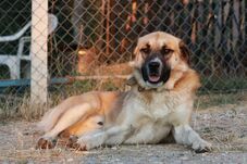 Több mint hatvan kutyát kínzott egy Arad megyei nő