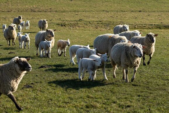 Féláron adtak túl a hamisított pénzen vásárolt jószágon a csalók