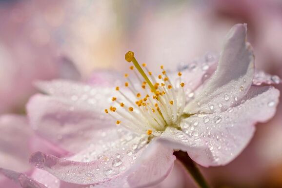 Frissítették a négyhetes időjárás-előrejelzést – Jönnek a tavaszi esők