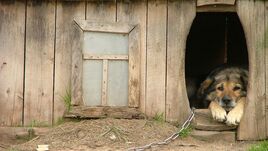 Belügyminiszter: tavaly mintegy 1500 veszélyben lévő állatot mentettek meg