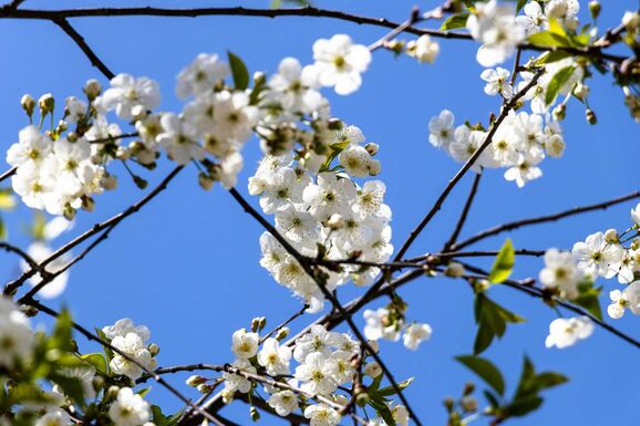 Bolondos április: hirtelen hőmérséklet-ingadozások és sok eső várható