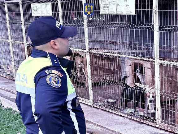 Razzia az állatmenhelyen – Több száz kutya elpusztításáról szóltak a vádak
